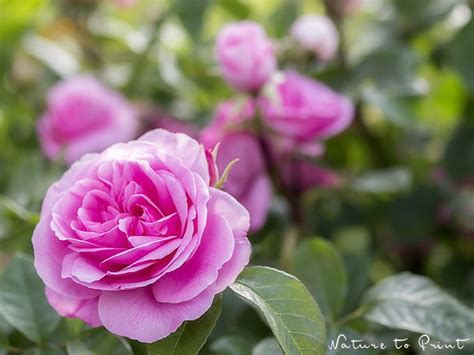 David Austin Rose Gertrude Jekyll Austin Rose David Austin Roses