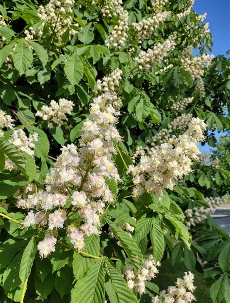 Aesculus hippocastanum - Trees and Shrubs Online