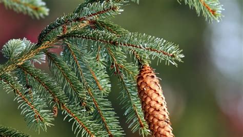 How To Grow Picea