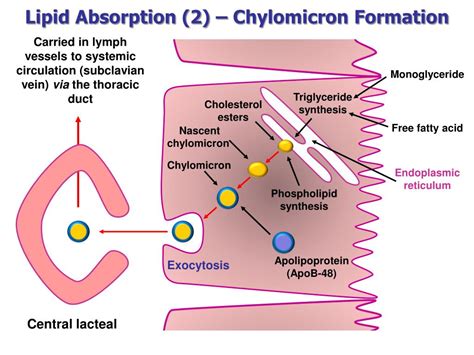 Ppt Physiology Of Digestion And Absorption Powerpoint Presentation