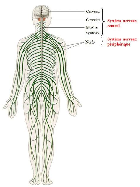 El Viento Es Fuerte Prestar Dolor Anatomie Du Syst Me Nerveux Ppt