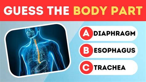 Test Your Anatomy Knowledge Guess The Body Parts Quiz Test Your