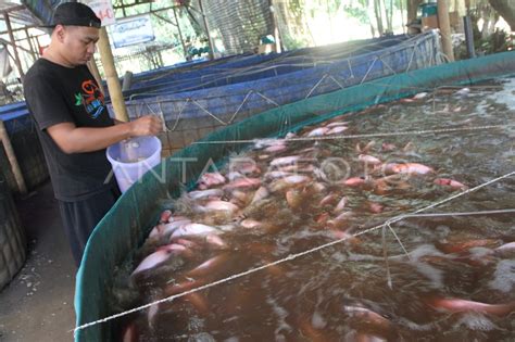 Budidaya Ikan Nila Merah Sistem Bioflok Di Malang Antara Foto