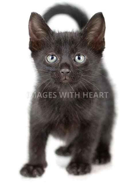 Images with Heart | Black kitten with blue eyes lying down