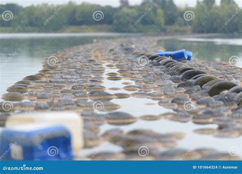 Path Stones On Lake Stock Photo Image Of Preservation 101664324