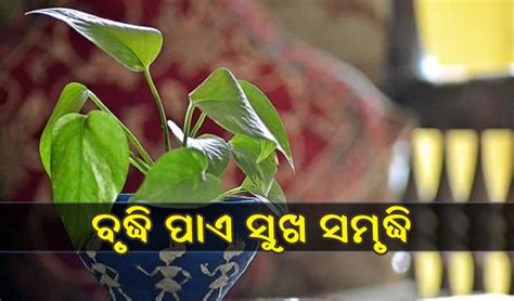 ମନି ପ୍ଲାଣ୍ଟଠାରୁ ବି ଅଧିକ ଶୁଭ ଏହି ୪ ଗଛ ଘରେ ରଖିଲେ ରହେ ନାହିଁ ଧନର ଅଭାବ