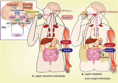 Frontiers The Role Of Leptin In The Control Of Insulin Glucose Axis