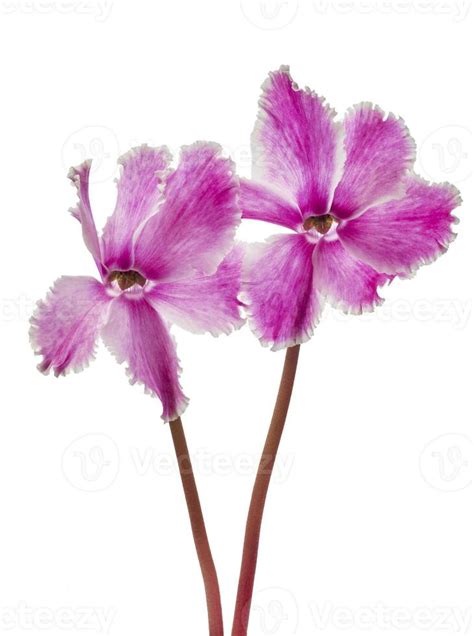 Beautiful cyclamen flowers 12561284 Stock Photo at Vecteezy