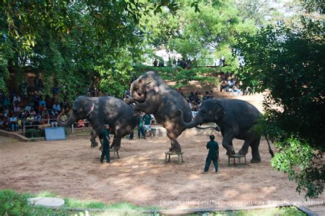 Sri Lanka: Stop abuse of elephants in Dehiwala zoo, says Asia for Animals