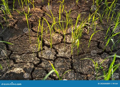 Las Plantas Crecen En Tierra Seca Imagen De Archivo Imagen De Muerto