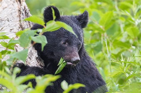 東京農工大学など、野生クマの食生活をクマ目線で撮影することに成功 大学ジャーナルオンライン