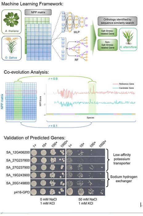 Mining Salt Stress Related Genes In Spartina EurekAlert