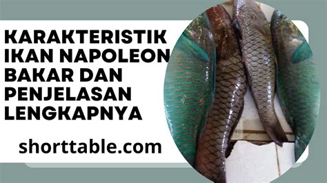 Karakteristik Ikan Napoleon Bakar Dan Penjelasan Lengkapnya Shorttable