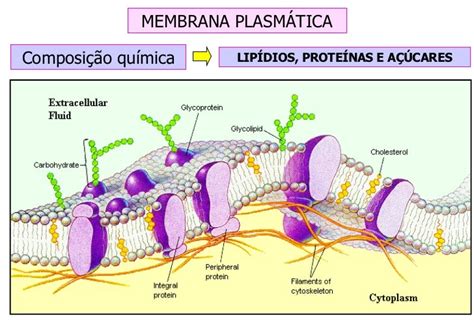 Composição Quimica Membrana Plasmatica - Membrana Plasmática