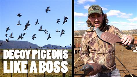 How To Decoy Pigeons Contains Hunting Lots Of Hunting Youtube