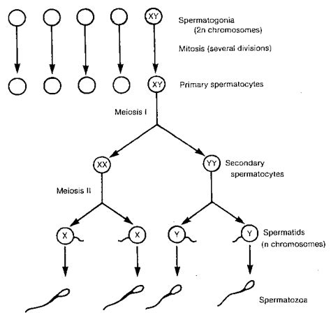 1 Schematic Representation Of Spermatogenesis Bester 2006