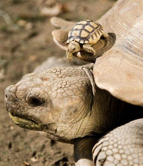 So Cute Baby Tortoise Turtle Baby Turtles