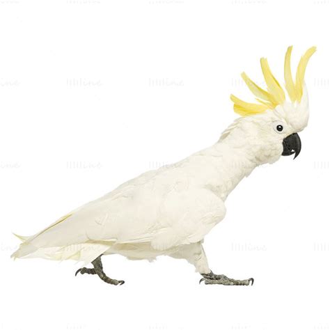 Sulphur Crested Cockatoo Cacatua Galerita Transparent Png