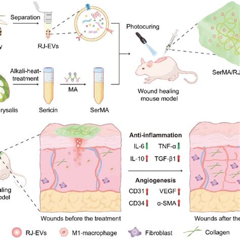 Schematic Illustration Of Experimental Procedure Of The In Vivo Study