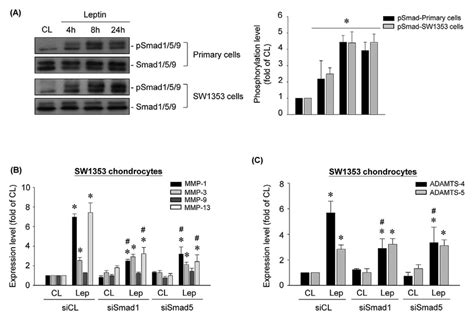 Smad Signaling Mediates Mmp And Adamts Mrna Expression In