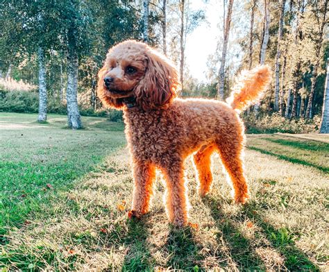 Why Do Puppies Change Color