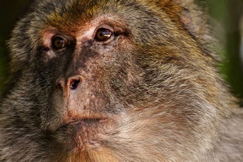 Monkeys Barbary Macaque Threatend Free Photo On Pixabay