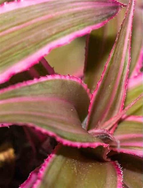 Cryptanthus Earth Star Bromeliad Care Info Houseplant Central