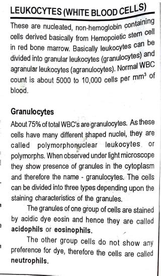 White blood cells. | PPT