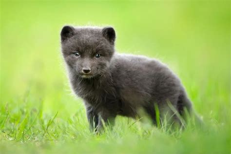 What Is A Baby Fox Called? (Facts With Cute Pictures)