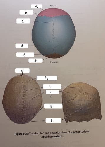 The Skull Top And Posterior Views Of Superior Surface Flashcards Quizlet