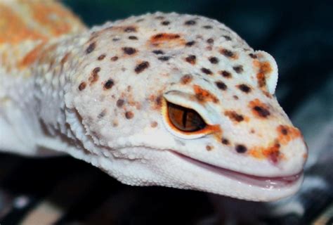 Enigma Syndrome in Leopard Geckos: An Autosomal Dominant Disorder - Gecko Time