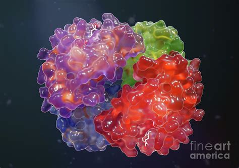 Haemoglobin Molecule By Medical Graphics Michael Hoffmann Science Photo