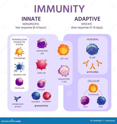 Innate And Adaptive Immune System Diagram Ppt The Immune Sys