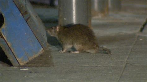 Moncton Ranks First Place As ‘rattiest City In Atlantic Canada