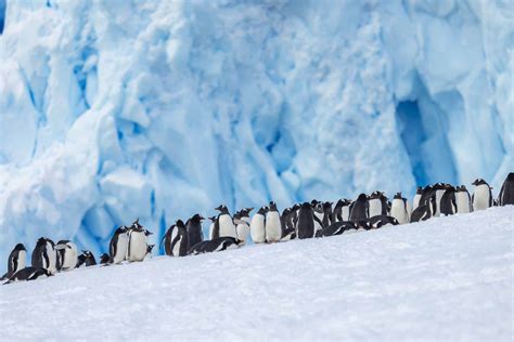 Explore Antarctica With New Scientist Spirit Of Antarctica