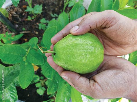 Hands Holding Fresh Guava, Plucked from Guava Plant. Selective focus. Rooftop Organic Farming ...