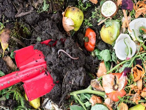 Compost Vs Manure The Best For Your Soil Health