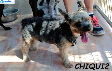 Chiqui Perro Adoptado En Alicante Alicante Bamb Difunde