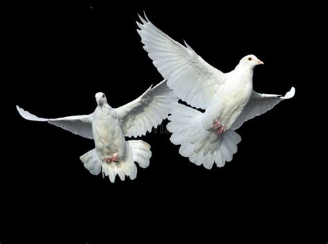 White dove in free flight stock image. Image of nature - 17544947