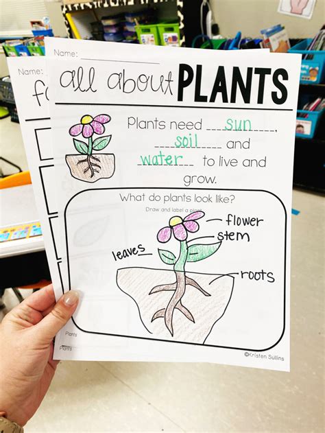 Plant Activities For First Grade Kristen Sullins Teaching