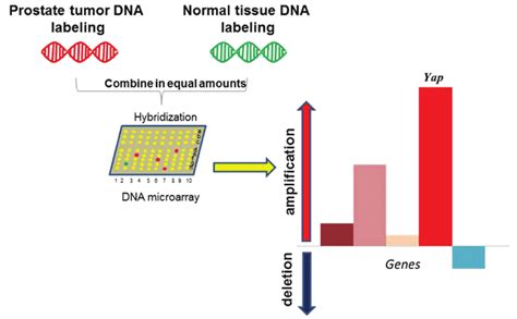 Array Comparative Genomic Hybridization Identified An Elevation In The