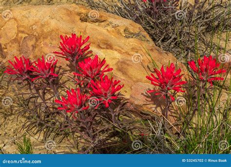 Red Indian Paintbrush Wildflowers At Yankee Boy Basin Mount Sneffels