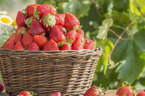 Are You Eating Poisoned Strawberries The Truth About Chemical Residue