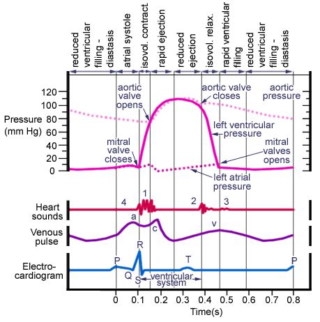 Wiggers Diagram Cardiac Cycle