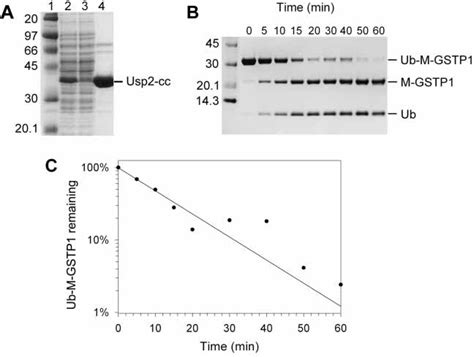 Purification Of His Tagged Usp Cc And Time Course Cleavage Assay A