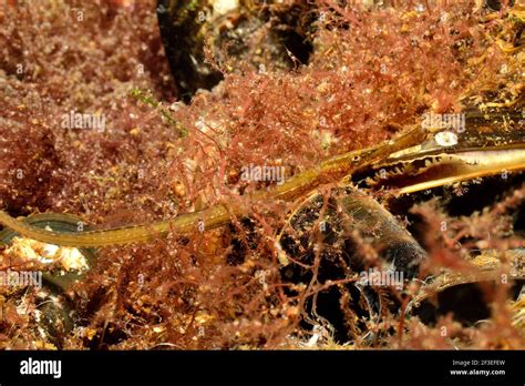 Deepnosed Pipefish Hi Res Stock Photography And Images Alamy