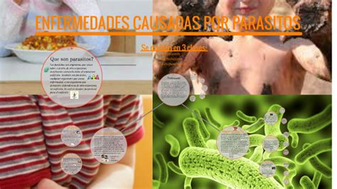 Enfermedades Causadas Por Parasitos By On Prezi