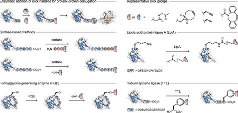 Chemical And Enzymatic Methods For Post Translational Proteinprotein