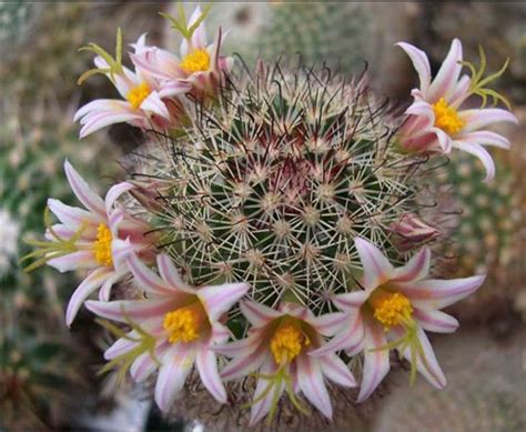 Кактус Маммилярия Шурляна (Mammillaria shurliana), комнатный ...