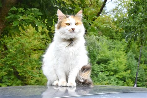 Perché i gatti si nascondono quando stanno male kitog